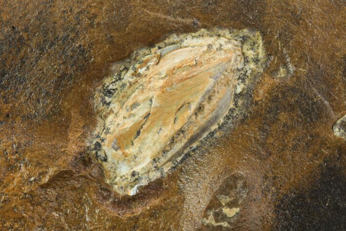 Unidentified Fossil Seed From North Dakota - Paleocene #95359
